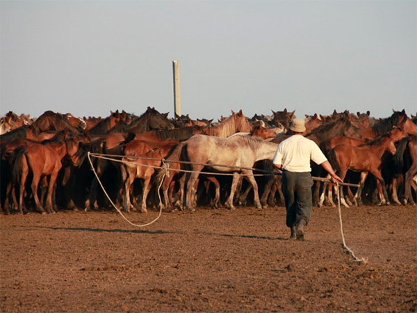 A man in a hat walks across the trampled ground towards a herd of horses. He holds a long stick with a rope in his hands