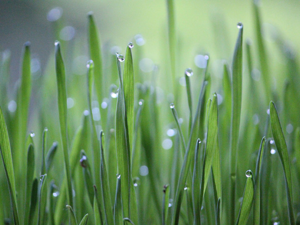 Leaves similar to blades of ordinary grass with water drops on the tips