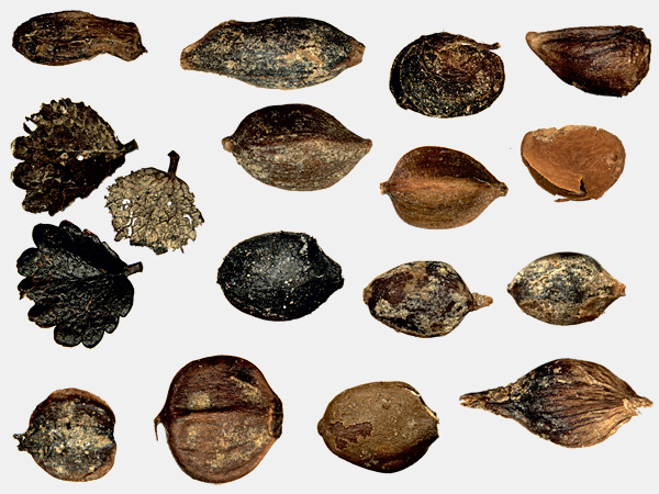 A dozen or so evenly arranged fruits, seeds or their fragments. They are mostly oval and in shades of brown