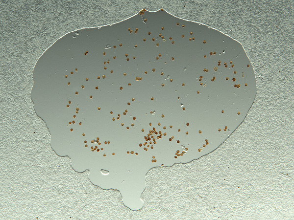 A flattened drop of liquid on a microscope slide, with numerous brown grains embedded in it