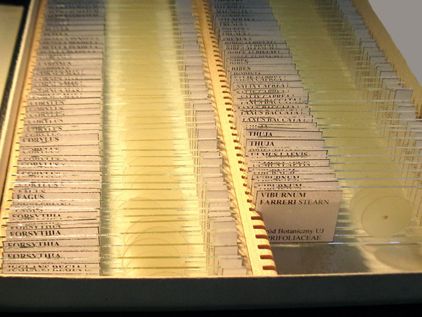 A flat box with microscope slides arranged neatly. Each one has a note attached to it with a description