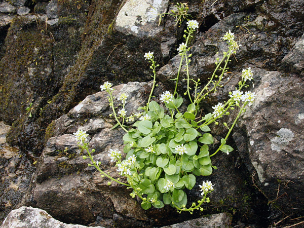 A small plant with high-stemmed inflorescences growing on a damp rock