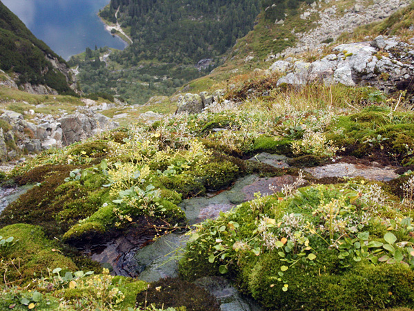 Clumps of mosses and other small plants. Water seeps between them. In the background, a slope descending towards a pond