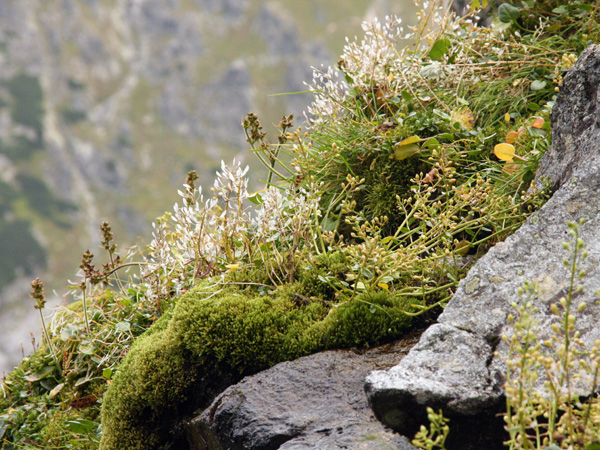 A rock covered with a clump of mosses and other small plants