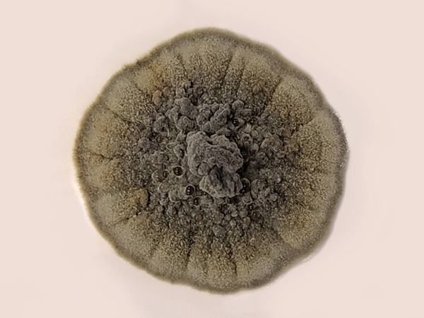 Close-up of a colony of microscopic fungus. It is gray, round, and lumpy in the center