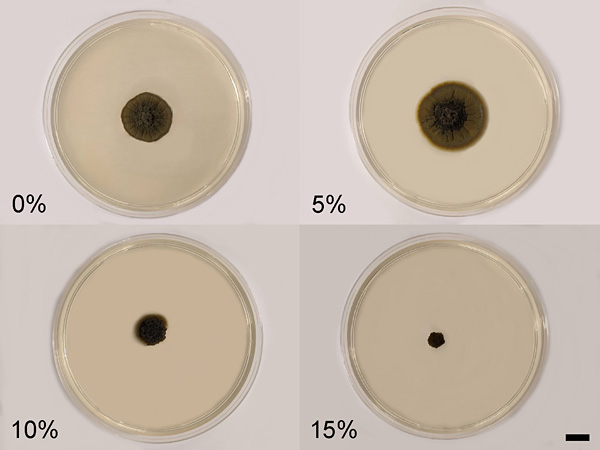 Four glass dishes. Each has a given concentration: 0, 5, 10 or 15%. The colonies of fungus grown on them differ in size