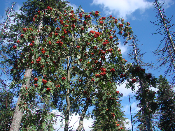 A tree with many clusters of red berries. Tall, withered spruces tower over it