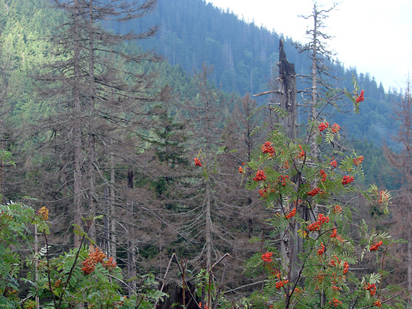 A tree with clusters of red berries among dead spruces. In the distance, a mountainside covered with a dark spruce forest