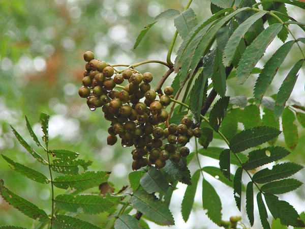 A branch with a cluster of unripe, still green berries