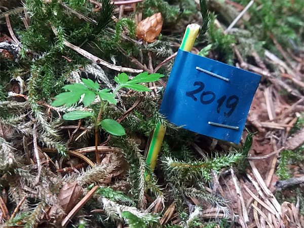 A young rowan tree, a few centimetres tall, growing out of a layer of moss. A flag with the year 2019 is stuck next to it