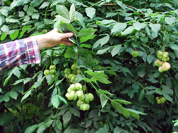 A hand holding up a branch of a bush. Numerous, bulbous, light green fruits the size of a walnut hang from the branch