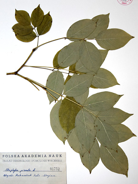 A sheet of paper with a flattened and dried branch of a large-leafed bush. A label with a description is glued to the bottom