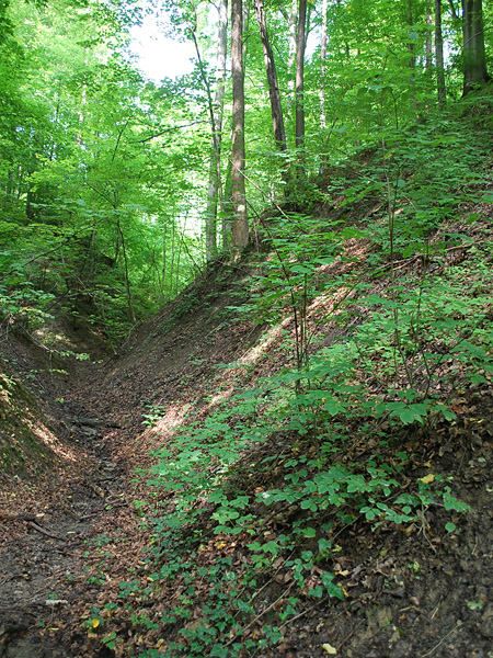 Two slopes covered with deciduous forest, joining at the bottom into a ravine