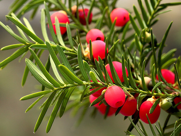 A coniferous branch covered with round, red fruits with a smooth, velvety surface