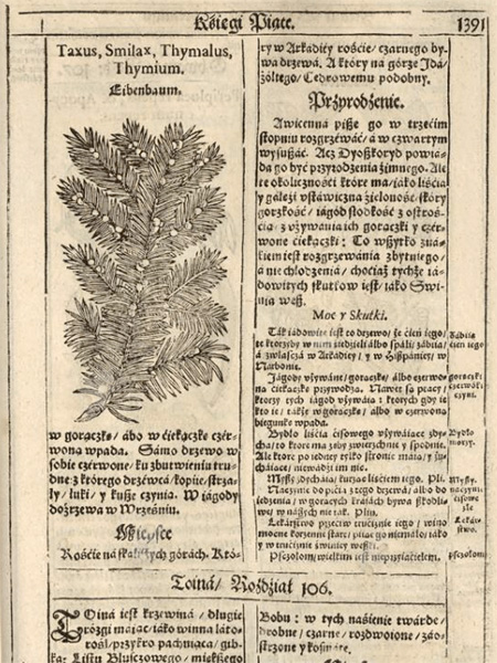 An old-printed page, yellowed with age, with two-column text in Gothic font and an engraving of a coniferous branch