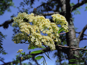 Jak owady zapylające radzą sobie z cyklem lat nasiennych u jarzębiny? – nowa publikacja