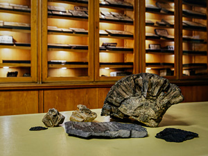 Ministerstwo Nauki i Szkolnictwa Wyższego doceniło naszą działalność na rzecz dokumentowania bioróżnorodności