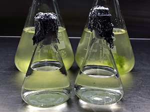 Innowacyjna technologia produkcji bioaktywnych ekstraktów z glonów – nowy patent