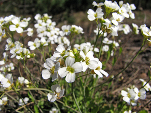 Rośliny selekcjonują mikroorganizmy wspierające ich adaptację do środowiska – nowa publikacja