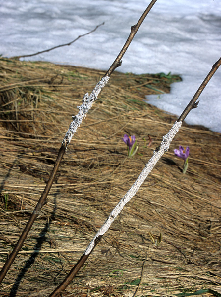 Two branches of a bush against a background of brown grass and snow. They are partially covered with a white, lumpy coating