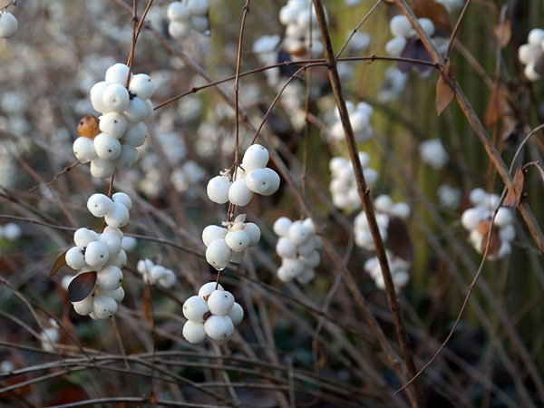 Close-up of clusters of snow-white, small, round fruits hanging among thin, brown, leafless branches