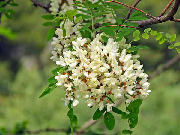 A leafy branch with many hanging clusters of dorsal flowers, with white petals and a brown calyx