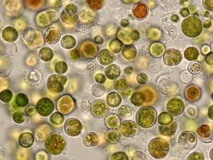 Can algae be a valuable component of the human diet?