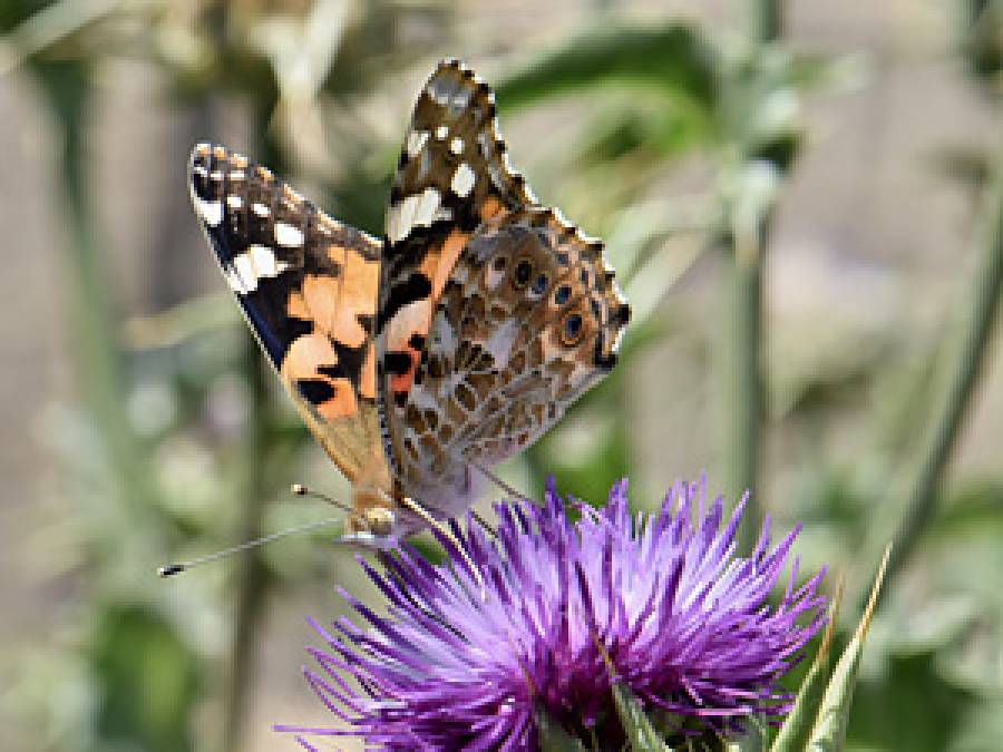 A botanist from our Institute helps solve the mystery of the painted lady butterfly's overwintering grounds – publication in PNAS