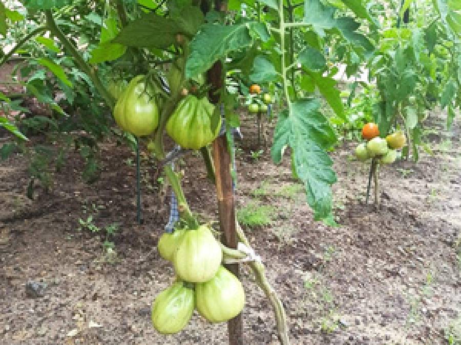 Fotochemiczne procesy w obrębie wiązek przewodzących a wzrost siewek pomidorów (Solanum lycopersicum L.)