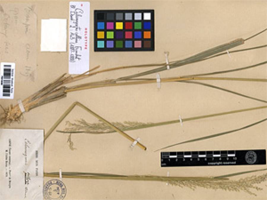 Rewizja taksonomiczna wybranych kompleksów gatunków z rodzaju Calamagrostis s.l. dla lokalnych flor azjatyckich